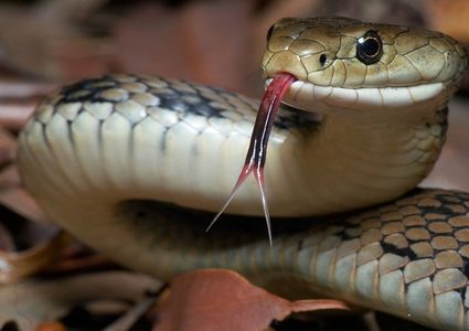 أفعى تبتلع أخرى تزيدها حجما في مشهد نادر (صور)