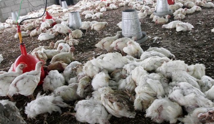بسبب موجة الحر...قطاع الدواجن بغزة يتعرض لخسائر فادحة