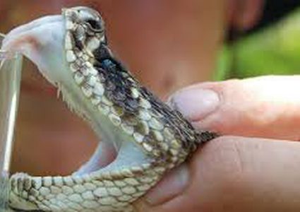 منظمة الصحة العالمية تطلق خطة علاجية لمكافحة لدغات الافاعي