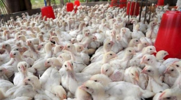 نصف مليون دولار قيمة الأضرار الزراعية للمرتفع الجوي بغزة