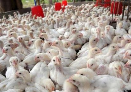 نصف مليون دولار قيمة الأضرار الزراعية للمرتفع الجوي بغزة