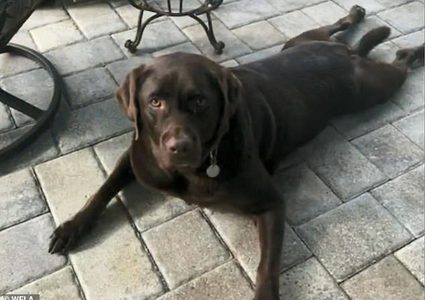 أمريكي ينتحر بعد صدمته لوفاة كلبه بـ24 ساعة