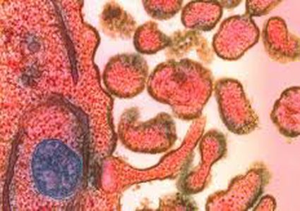 الحصبة قد تمحو ذاكرة جهازك المناعي بالكامل