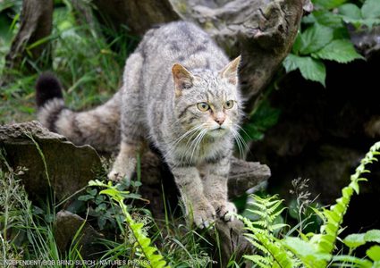 القط الإنجليزي "الشرس" يعود بعد 150 عاما من إعلان انقراضه