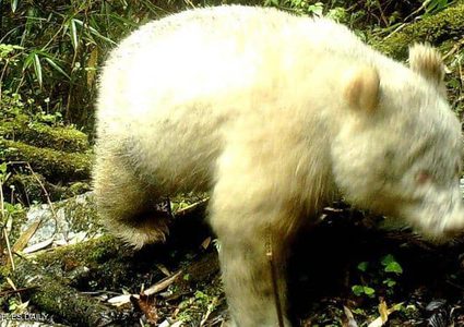 كاميرا ترصد أول صورة على الإطلاق للباندا الأبيض