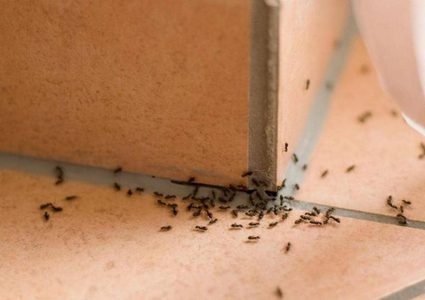 حيلة للتخلص من "نمل البيت" بشكل نهائي