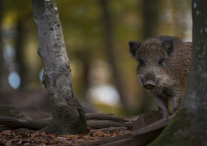 مطاردة قاتلة..خنزير بري يرهب رواد مطعم ويلقى مصيره!