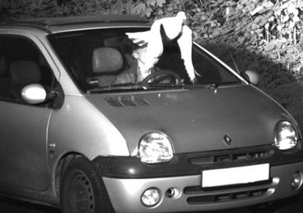 حمامة تتدخل وتنقذ "السائق المتهور" من تسجيل مخالفة بحقه