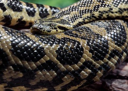 ولادة أناكوندا عن طريق التكاثر اللاجنسي تحير العلماء (فيديو)