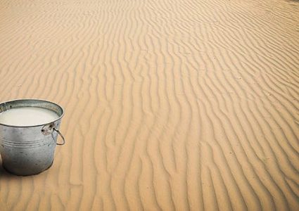 هل "يشفي" حليب الإبل من مرض السكري؟