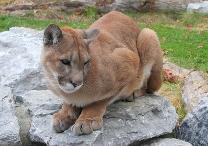 عملية انقاذ طفل من قبضة أسد الجبال المتوحش