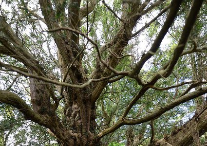 أكبر شجرة في بريطانيا قد تموت بسبب السائحين