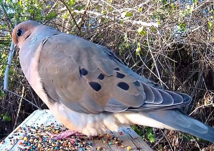 حمامة "مقدسة" تنقذ سائقا من مخالفة مرور باهظة!