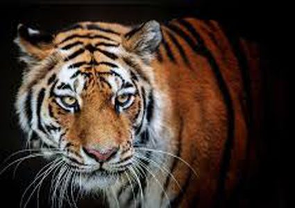 خرجوا لصيد النمو فاصطادتهم الشرطة بالرصاص!