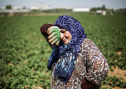 نساء غزة يواجهن الفقر بزراعة البطاطا