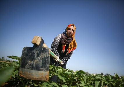 نساء غزة يواجهن الفقر بزراعة البطاطا