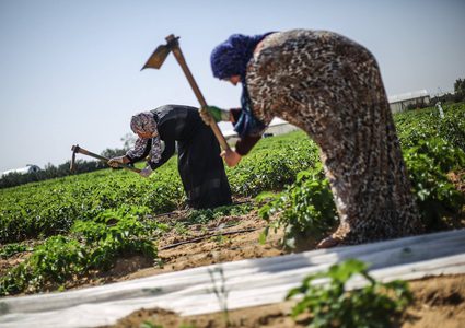 5 سيدات فلسطينيات في غزة يواجهن الفقر عبر العمل في مشروع زراعة البطاطس في منطقة حدودية، في تحدي للنظرة الاجتماعية لعمل المرأة في هذا المجال، ويحققن نجاحا في الموازنة بين العمل والمنزل