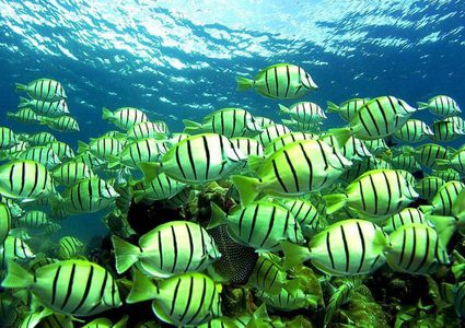 الجيش الأميركي يدرس استخدام الأسماك في التجسس