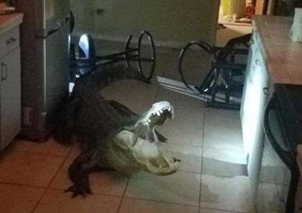 تمساح ضخم يقتحم منزلا والشرطة تنقذ الموقف