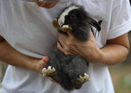 تحذير طبي من طعام الأرانب الشائع.. "له تأثير المخدرات"