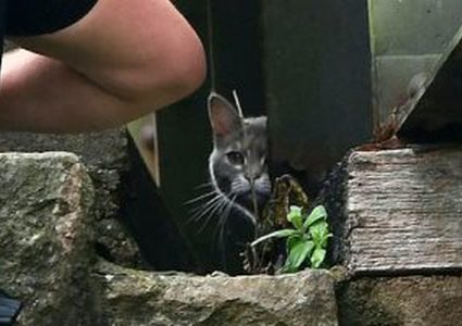 عملية إنقاذ قطة تكلف 5 آلاف إسترليني