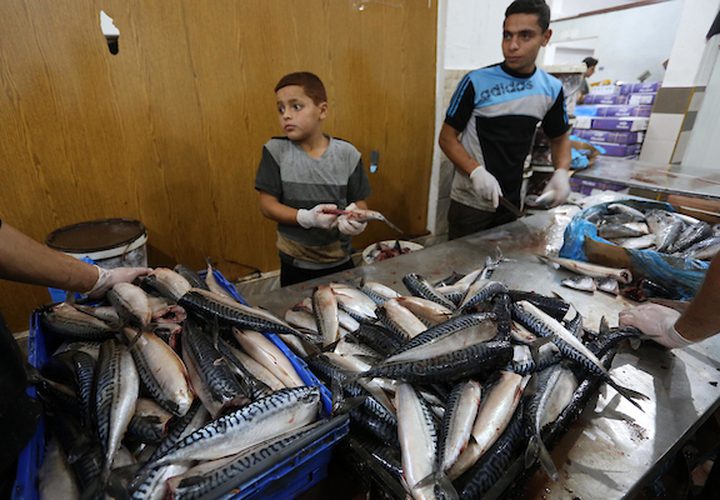 تمتلئ المحال التجارية وبعض البسطات الصغيرة في أسواق غزة بالعديد من أنواع الفسيخ الملون والمملح ..ابتهاجا بقدوم عيد الفطر السعيد.