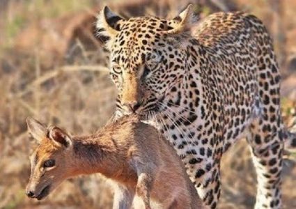 أعنف مشاهد القتل على الإطلاق.. فهد يتفنن في تعذيب غزالة!