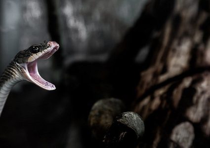 بطول 1.5 متر.. أفعى "تقفز" من داخل المرحاض وتلدغ رجلا!