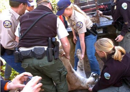 كلاب تنقذ طفلا من فكي أسد الجبال!