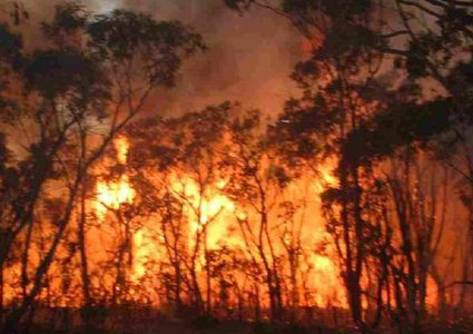 الدفاع المدني يخمد 18حريقا بأشجار زيتون في جنين