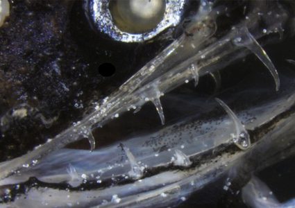 حل لغز الأسنان الغامضة لأكثر الحيوانات افتراسا في المحيطات