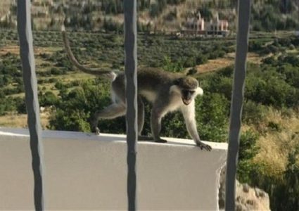 القرد "طشطوش".. اقتحم حدود "اسرائيل" وعاد سالما