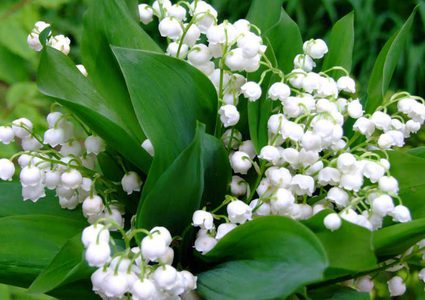 أزهار نادرة يتجاوز سعرها 15 مليون دولار وبعضها لا يقدر بثمن..