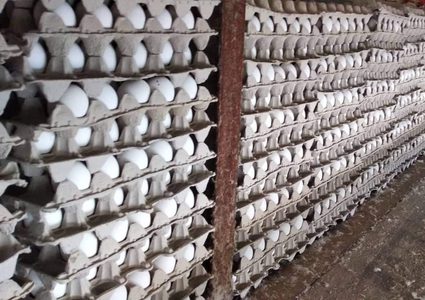 الوقائي يضبط كمية من البيض الفاسد بجنين