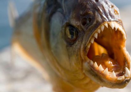 الزعيم الكوري كيم جونغ يعدم أحد جنرالاته برميه ل"سمك البيرانا"