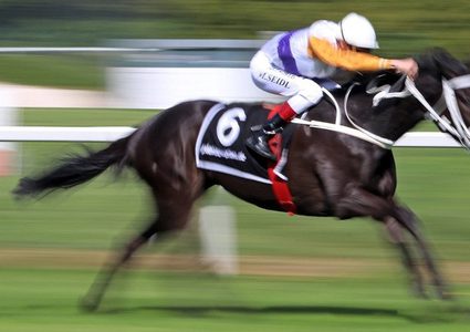 حصان جامح يرمي فارسه على الأرض و"يخترق" الجمهور!