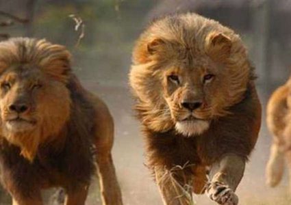 مقاطعة جنوب افريقيا تعلن حالة الاستنفار القصوى بعد هروب 14 أسداً