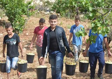 موسم حصاد المشمش في محافظة سلفيت