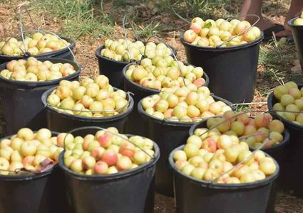 موسم حصاد المشمش في محافظة سلفيت