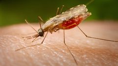 دراسة: السكر هو الحل الأمثل لتفادي لدغة الحشرات في الصيف