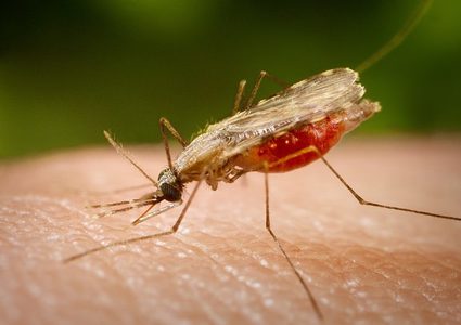 دراسة: السكر هو الحل الأمثل لتفادي لدغة الحشرات في الصيف