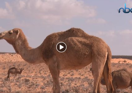 الحيوانات التي تمتلك ذاكرة قوية