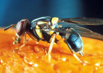 دراسة: حشرة ذبابة الفاكهة تساعد في علاج السرطان