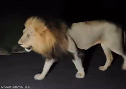 هروب 14 أسدا من حديقة.. والسلطات تعلن حالة الاستنفار