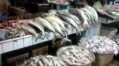 توجه لخفض أسعار الأسماك في غزة