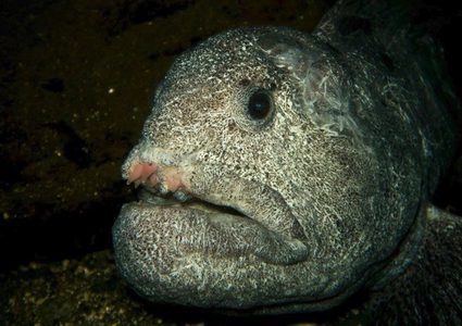 "الفك المفترس".. سمكة تطحن علبة معدنية رغم نفوقها!