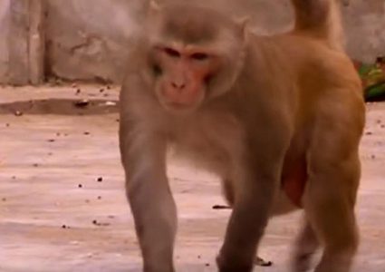 الهند.. الحر يقتل القرود والعواصف تقتل البشر