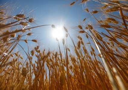 مواطنون يحصدون القمح في قرية المغير شرق رام الله ، يوم الثلاثاء ,قبل موعد حصاده ، بعد تهديد المستوطنين بحرق الاراضي المزروعة.