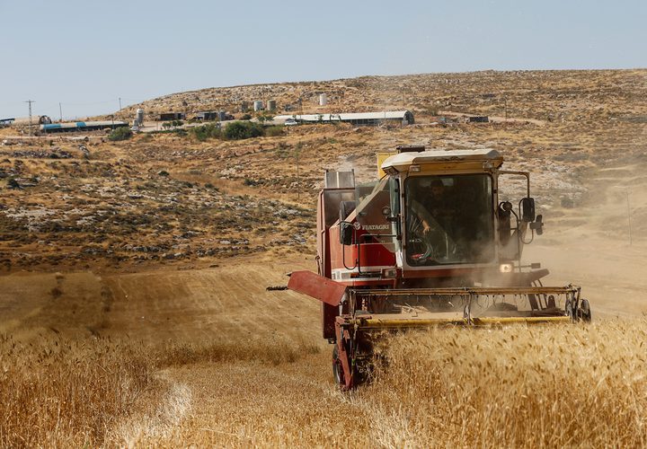 مواطنون يحصدون القمح في قرية المغير شرق رام الله ، يوم الثلاثاء ,قبل موعد حصاده ، بعد تهديد المستوطنين بحرق الاراضي المزروعة.