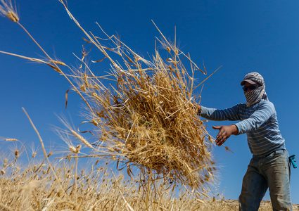مزارعون يحصدون القمح شرق رام الله  قبل موعد حصاده